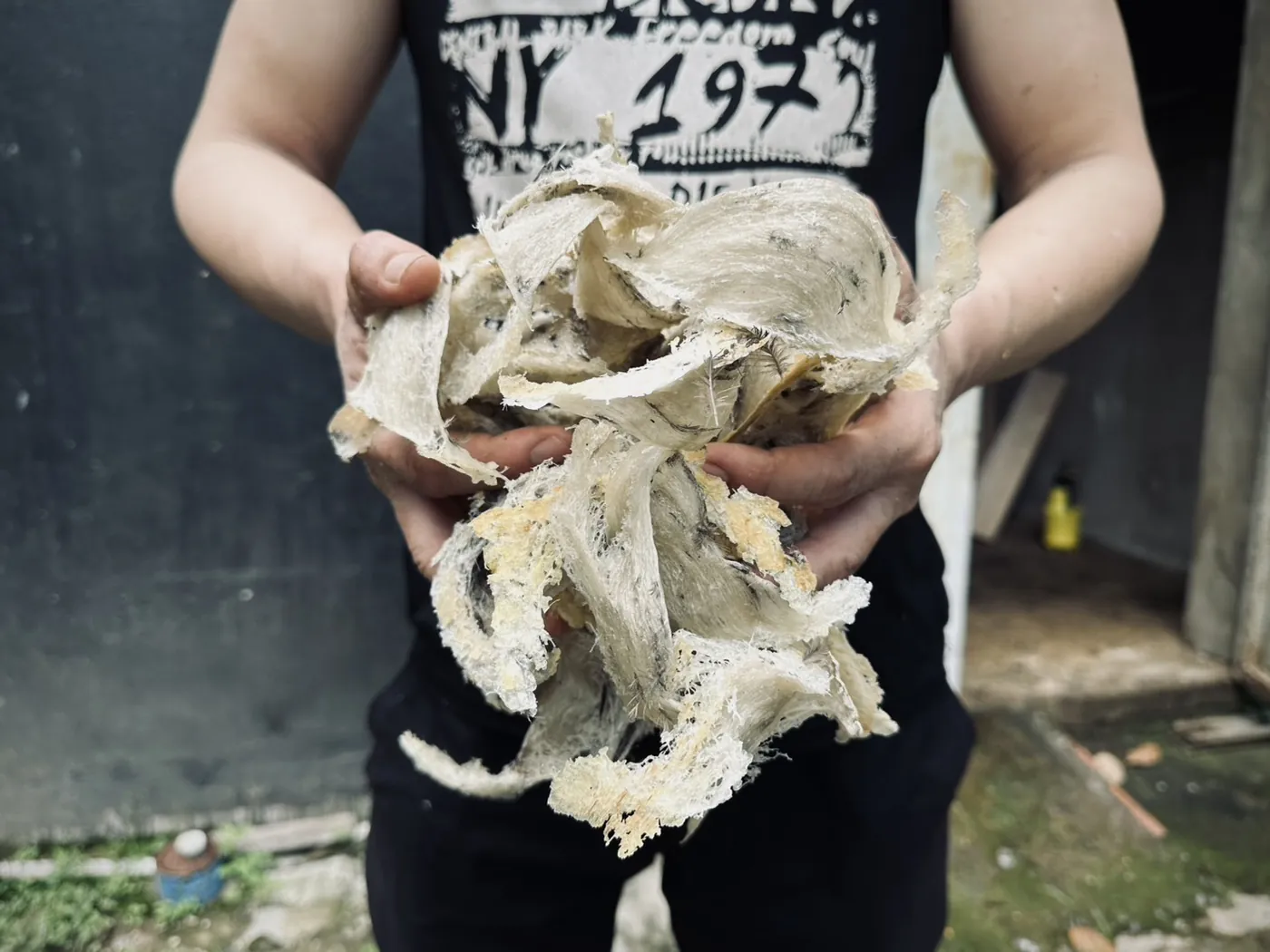 燕屋現採的原燕盞