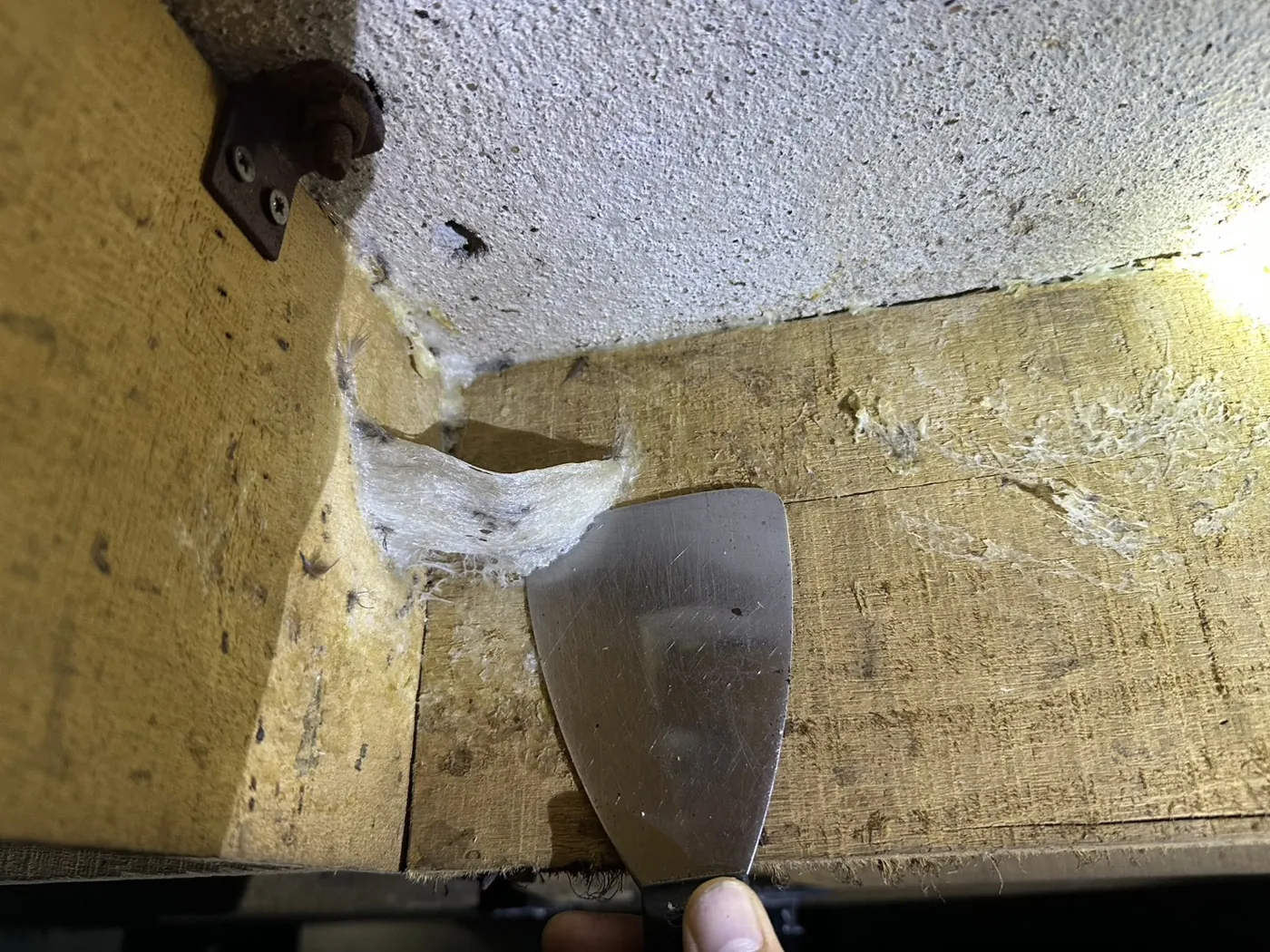 在燕屋木樑上以刮刀手工採收